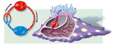 espacios tisulares ventrículo branquias Hemolinfa Branquias Venas Arterias Sistema circulatorio de los moluscos no cefalópodos.
