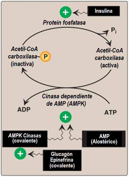 REGULACIÓN HORMONAL DE LA ACTIVIDAD ENZIMÁTICA DE LA ACETIL-CoA CARBOXILASA En abundancia la Insulina provoca la activación de la enzima para estimular la lipogénesis.