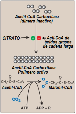 Regulación alostérica de la síntesis de la malonil-coa por la Acetil-CoA carboxilasa (ACC).