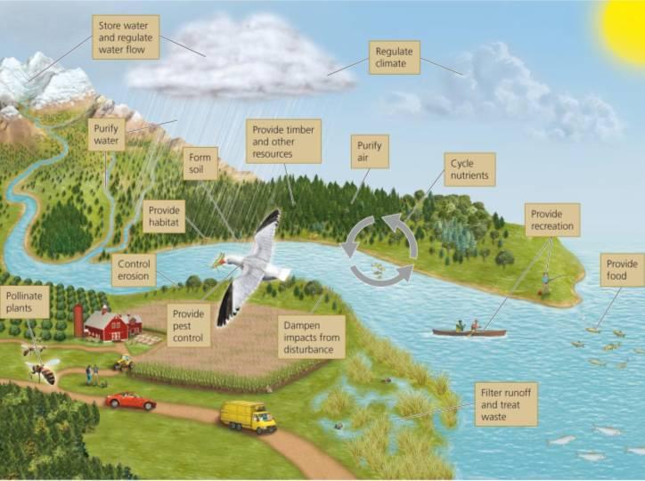 Continuación Ecosistemas, bosques, lagos o tipos