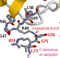 Unión isopeptídica Las proteínas E3 son capaces de transferir la Ubiquitina a un