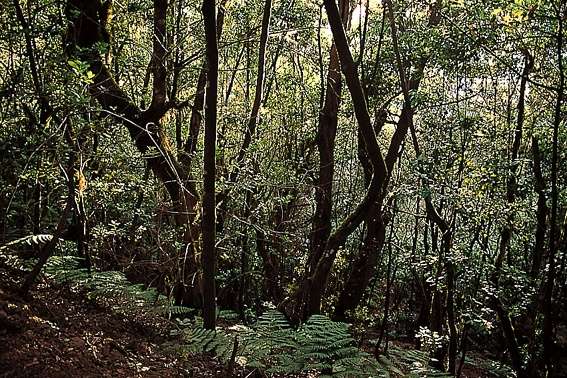 ECOSISTEMAS DE LA PENÍNSULA IBÉRICA (V) LAURISILVA Islas Canarias orientales: las lluvias son poco abundantes y la vegetación presenta características propias de zonas áridas.