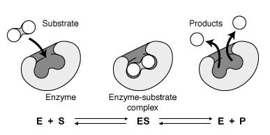Las enzimas son biocatalizadores, quienes permiten la producción