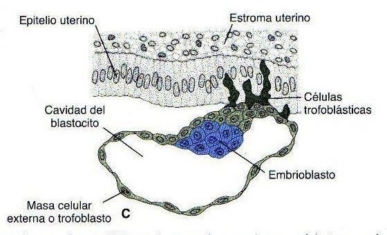 Al día 8, el blastocisto está parcialmente sumergido en el endometrio y tanto el trofoblasto como el embrioblasto se diferencian en 2 capas: Embrioblasto