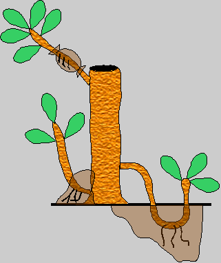 OBTENCION DE PLANTONES DE FRUTA DE PAN POR ACODOS AEREOS Generalidad: El acodado es la única manera de conseguir la aparición de raíces sobre un tallo antes de separarlo de la planta madre
