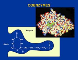 Tipos de enzimas Según su composición se pueden clasificar en tres grupos: 1.- Ribozimas: compuestos por pequeñas moléculas de ARN, que tienen actividad catalítica. 2.