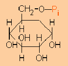 Clase 2: Transferasas Catalizan la transferencia de un grupo químico, distinto del hidrógeno, de