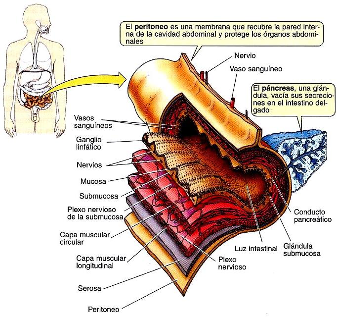 2. ESTRUCTURA DEL TUBO DIGESTIVO El tubo digestivo, en una sección transversal, presenta cuatro capas desde adentro hacia fuera (Figura 2).