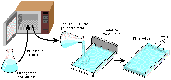 Preparación del gel de agarosa Se puede ajustar la concentración de agarosa (0.