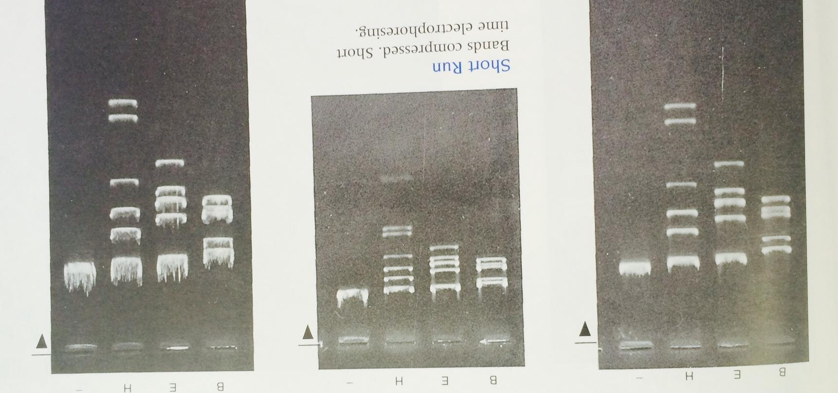 Diferentes perfiles de corrimiento del DNA del bacteriófago lambda digerido con diferentes enzimas de