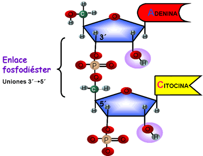 Las fosfodiesterasas o nucleasas son hidrolasas que catalizan la ruptura de los enlaces fosfodiéster.