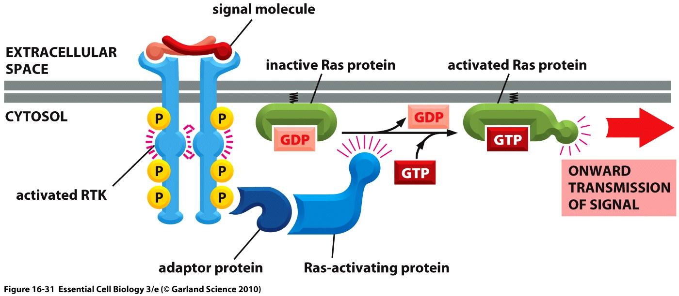 RTKS ACTIVAN RAS Proteína