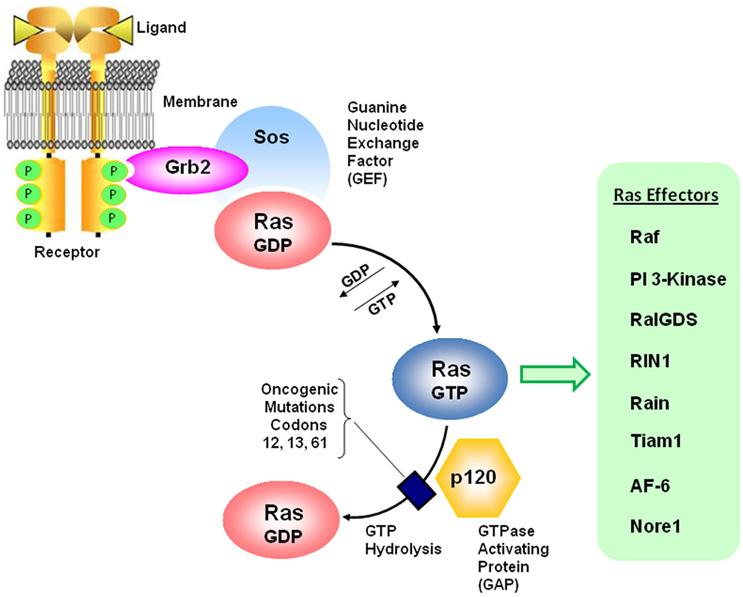 Ejemplo de activación de Ras Ligandos: EGFR, PDGFR, IRS-1, SHC and LNK Sos: Son of Sevenless (proteína GEF) Grb2: