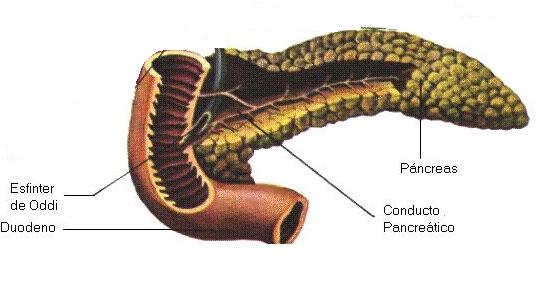 Pancreas 1 Es una glándula mixta, que secreta: insulina, glucagón y jugo pancreático.