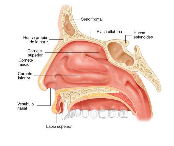 Fosas nasales Son dos aberturas paralelas separadas por un tabique o cartílago septal.