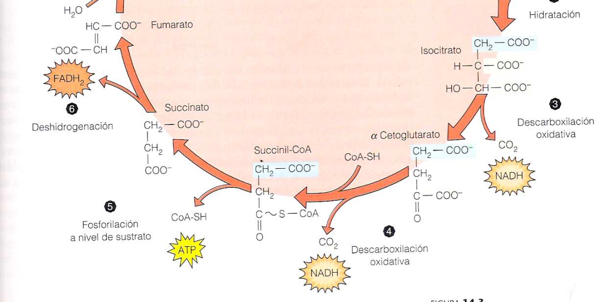 3.1.El piruvatoformado en la glucólisis se transporta a las mitocondrias (matriz) dónde es oxidado a acetil-coa Actividad 13.