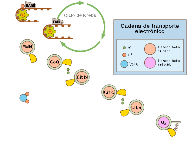 Glucosa+ 2 H 2 O + 10NAD + +2FAD + 4ADP+ 4Pi Principales factores reguladores que controlan la piruvato deshidrogenasa y el ciclo del ácido cítrico La velocidad de oxidación de la glucosa se ajusta