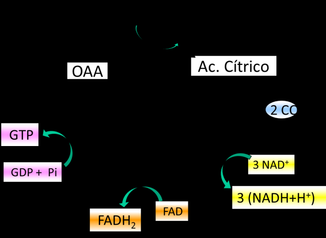 obtener ATP. En el proceso, como hemos visto, se produce ácido láctico, responsable de dicho descenso del ph.