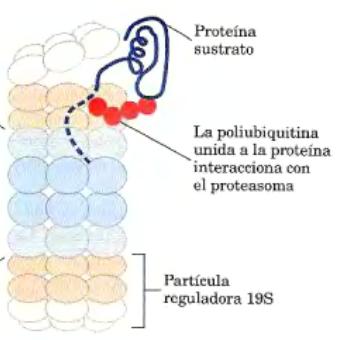 1. Degradación de proteínas endógenas Vía proteolítica de la