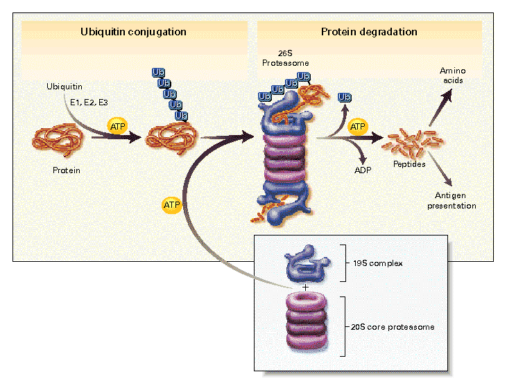 Ubiquitina Proteasoma Degradación de proteínas Aminoácidos