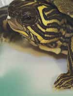 Alcanzar la Nirvana Tortuga No sólo entendemos a las tortugas las criamos Páneles hechos en Estados Unidos que transmiten rayos UVB. Ventilas controladas termostáticamente.