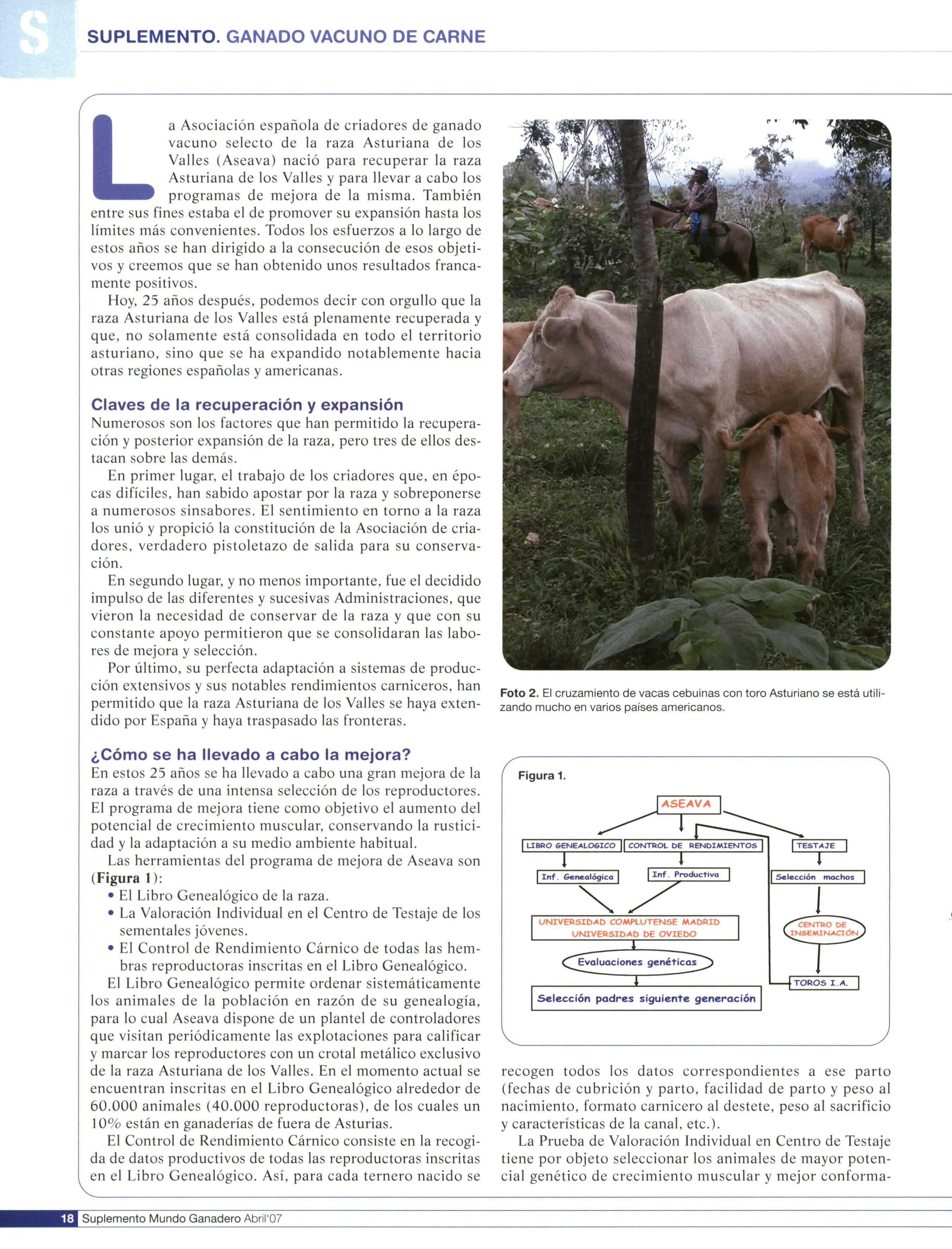 a Asociación española de criadores de ganado vacuno selecto de la raza Asturiana de los Valles (Aseava) nació para recuperar la raza Asturiana de los Valles y para llevar a cabo los L programas de