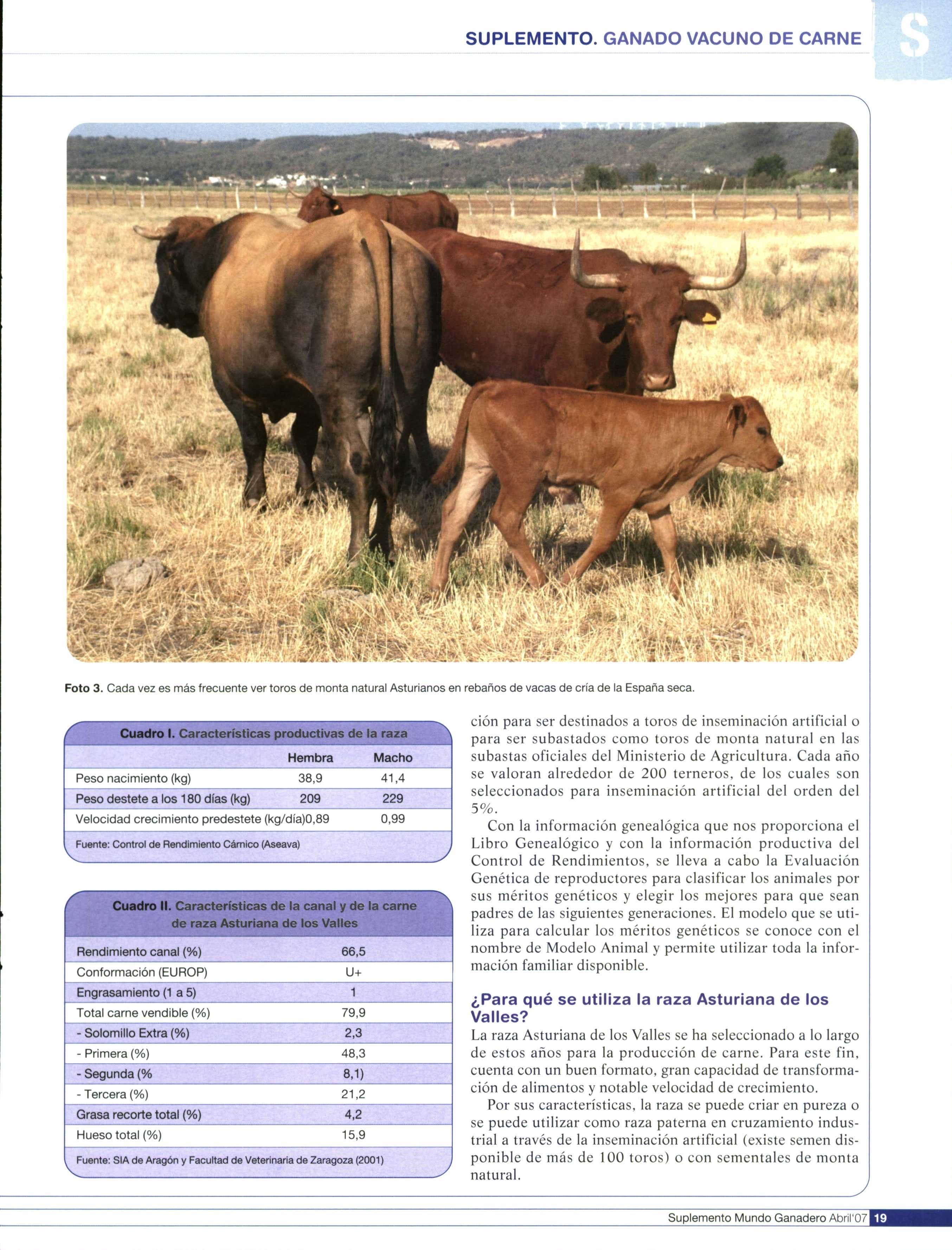 Foto 3. Cada vez es más frecuente ver toros de monta natural Asturianos en rebaños de vacas de cría de la España seca. Cuadro I.