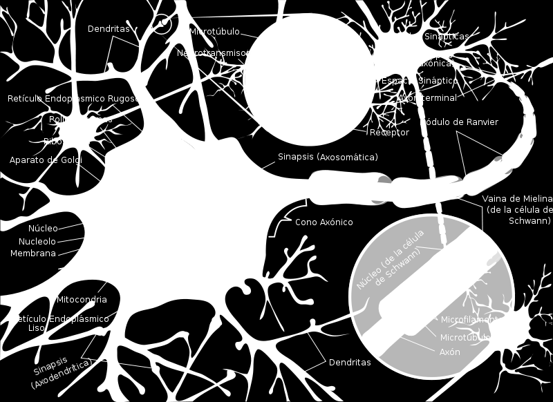 La conducción del estímulo se realiza cuando se conecta una neurona con otra mediante las dendritas y el axón (sinapsis): Figura 2.
