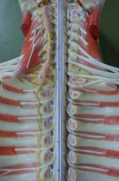La médula espinal es una masa blanca cilíndrica ubicada en el centro de la columna vertebral, su función es conducir las sensaciones desde el punto donde se recibe el estímulo hasta el cerebro y