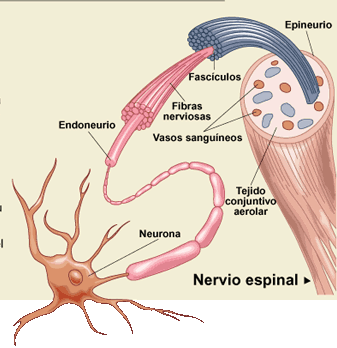 ANATOMÍA DEL SISTEMA NERVIOSO IV Sistema Nervioso Periférico (SNP) se encuentra formado por los nervios y los gánglios nerviosos.