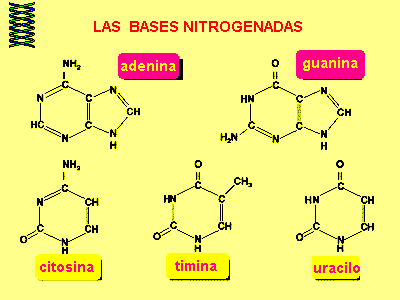 DNA Y RNA Las