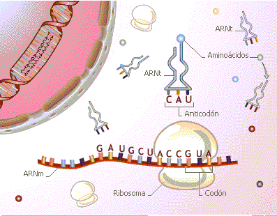 La Síntesis de proteínas implica interacción entre: ARNm