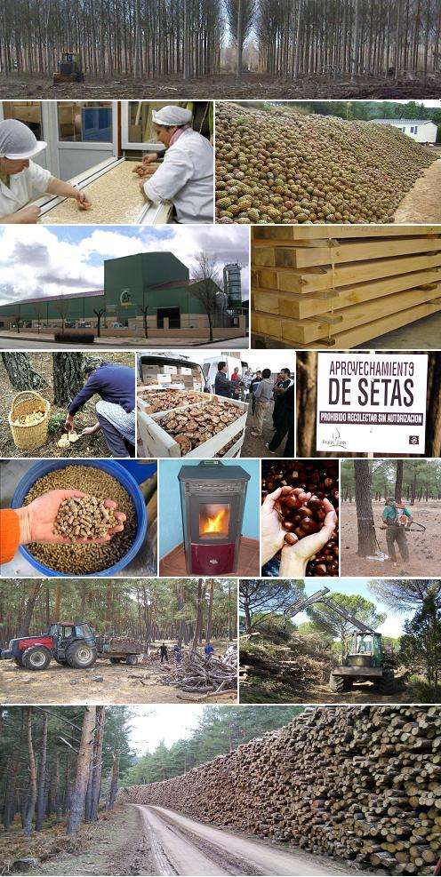 qué hay en el sector forestal de Castilla y León?
