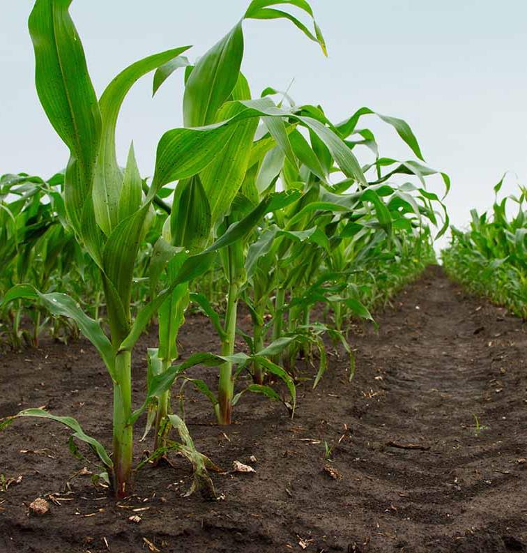 Suelo y Agricultura El suelo agrícola es aquel que tiene las características adecuadas para el desarrollo de la vida, teniendo en cuenta que a partir de la agricultura se producen vegetales,