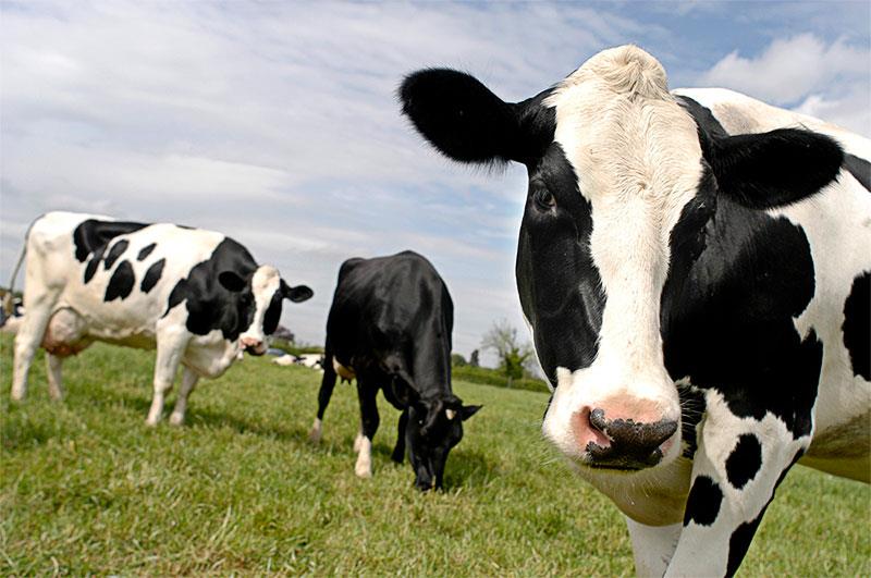 Agricultura y cambio climático La agricultura es también responsable de casi la mitad de las emisiones de metano.