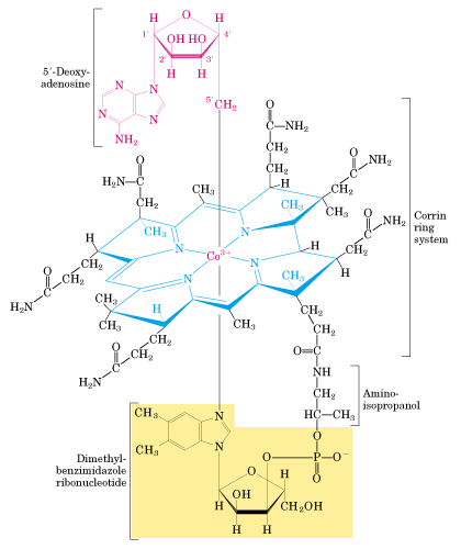 Etapa final de la oxidación de los ácidos grasos de número impar de átomos de carbono Propionil CoA Propionil- CoA Carboxilasa (Biotina) D-metil-malonil CoA Metil-malonil CoA epimerasa