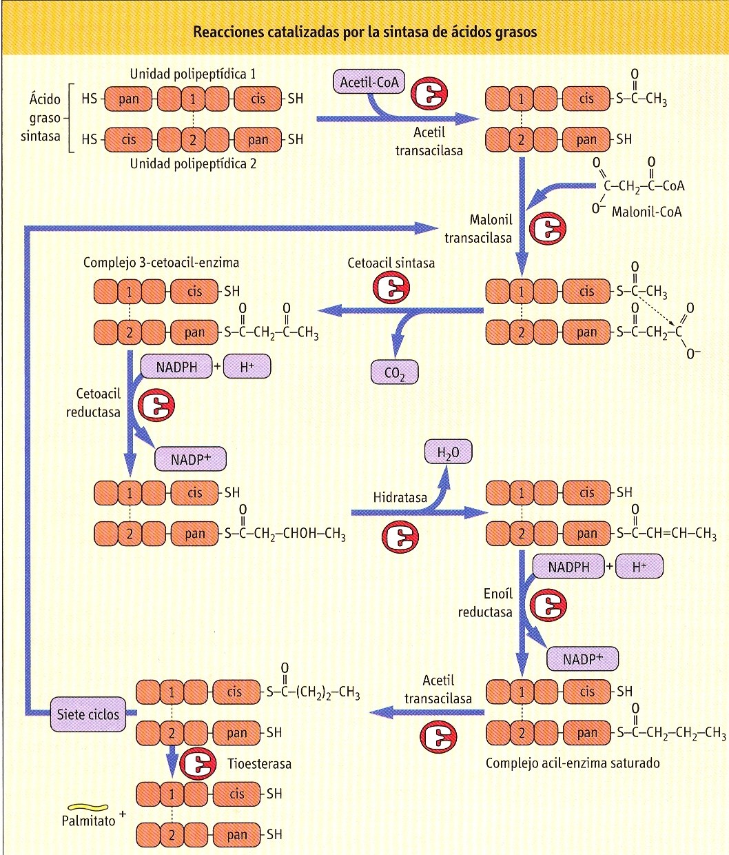 A B BIOSÍNTESIS DE ÁCIDOS GRASOS. A: En el complejo enzimático, la enzima Acetilo transacilasa coloca una molécula de Acetil- CoA en la posición 1-Cis-SH.