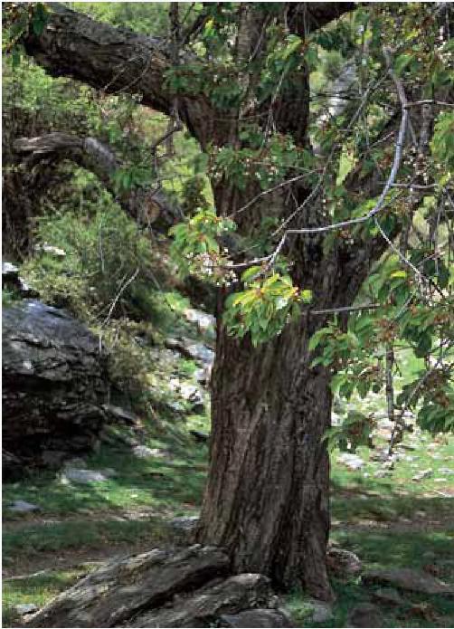 Cerezo de La Paranza Prunus avium Singularidad El interés del mismo reside en su espectacular altura, alcanzando los 13 metros.