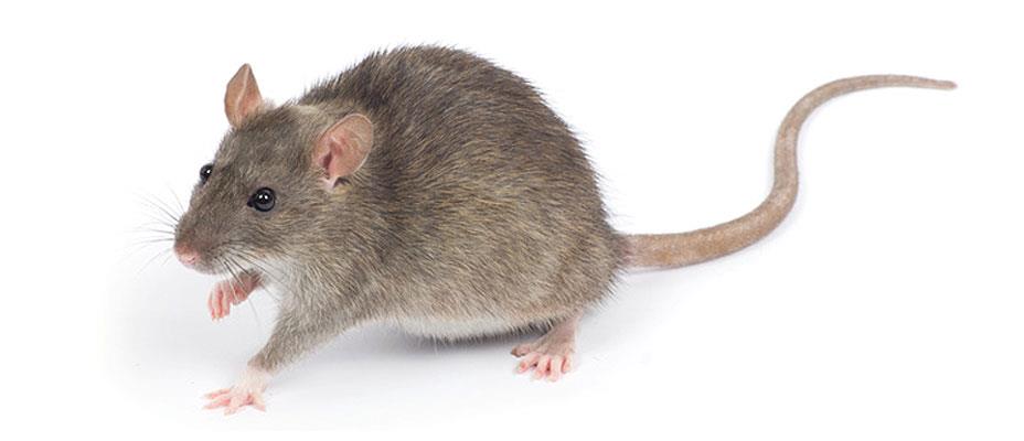 LEPTOSPIROSIS: Enfermedad trasmitida por roedores.