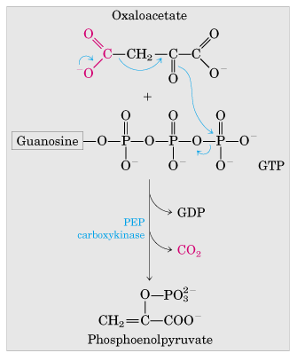 1ª Reacción de rodeo (bypass): 1-b b) PEP carboxiquinasa Necesita Mg ++ Fosforila con GTP OA PEP + CO 2 (GTP GDP) En el citosol!
