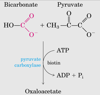 1ª Reacción de rodeo (bypass): 1-a a)piruvato carboxilasa Coenzima= Biotina Energía: ATP ADP + Pi Pir + CO 2 OA (ATP ADP+Pi) En mitocondria!