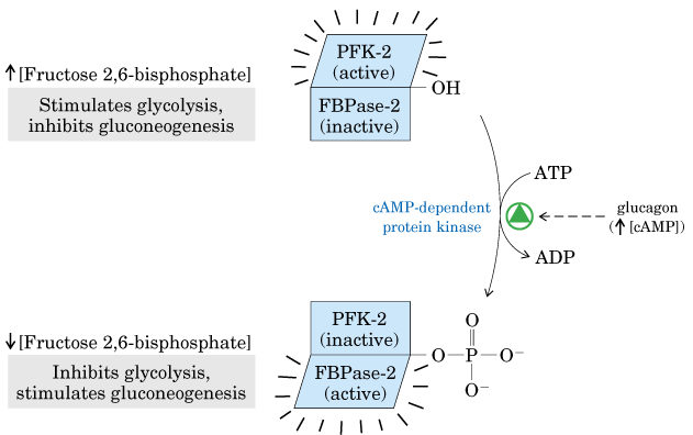 Regulación glucólisis - gluconeogénesis Ej: Fosfosfructoquinasa2 = enzima reguladora Enzima con dos actividades opuestas: -Fosfosfructoquinasa2 es activa cuando está defosforilada: