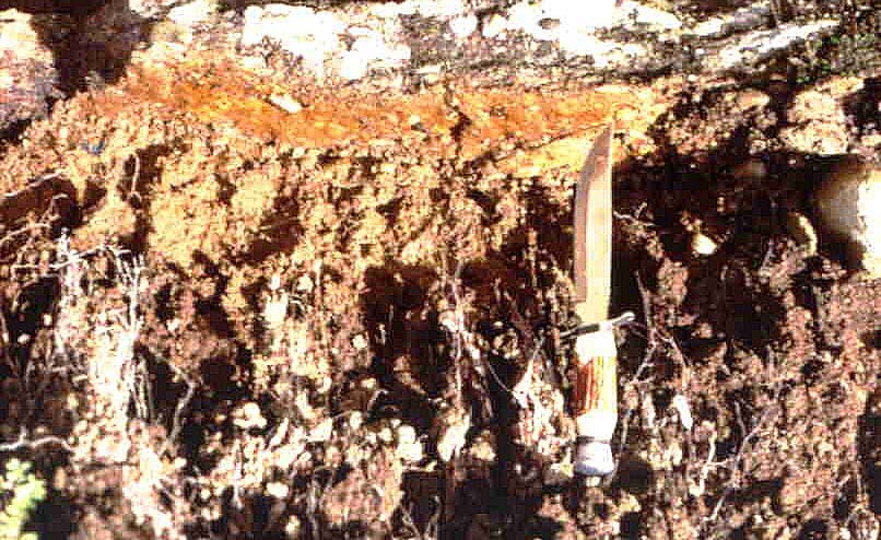 Cementado y Compactado Impermeable (agua-raíces) Alto Fe y MO Ñadi Andisol
