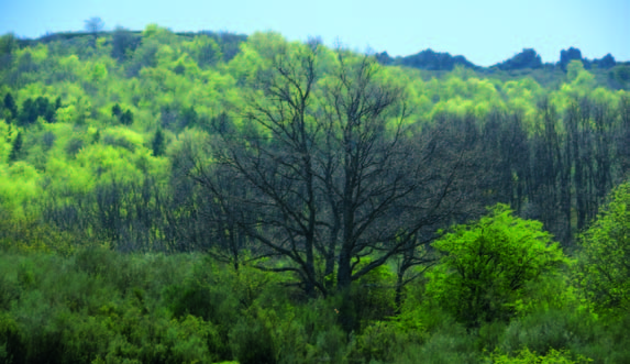 Hayedo de Carbonera El Hayedo de Carbonera es uno de los numerosos bosques poblado por esta especie arbórea en el Valle de Geras (fundamentalmente en las laderas orientadas hacia el norte).
