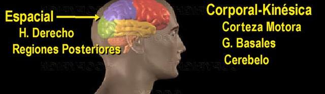 Corporal - kinética Del hemisferio derecho; cerebelo, ganglios basales, corteza motriz.