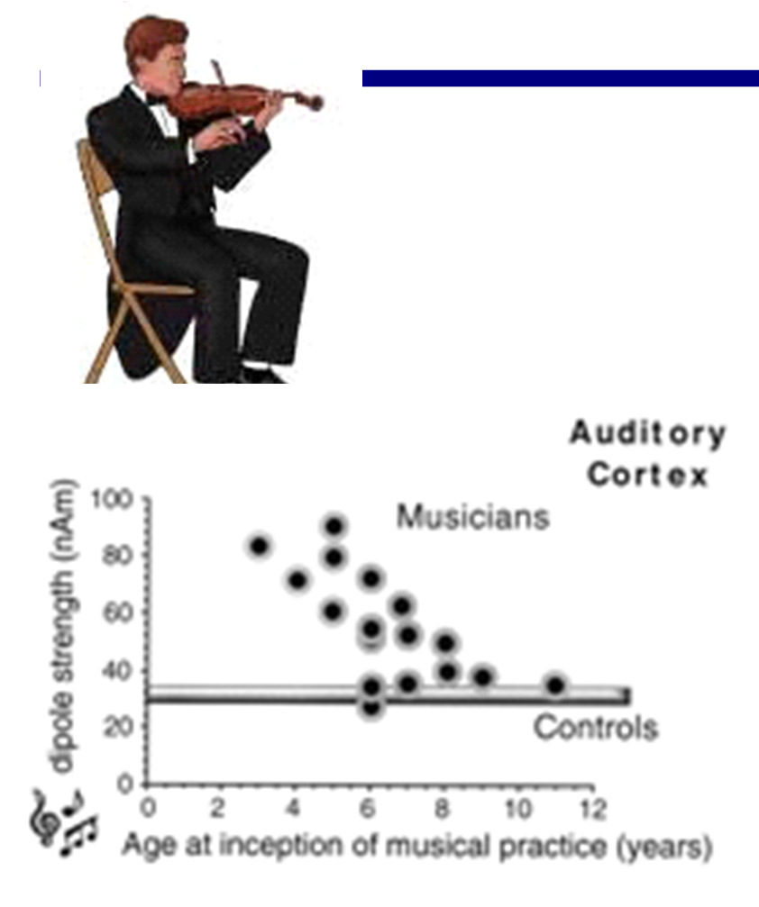 El aprendizaje musical produce cambios en la organización cerebral La representación cortical de tonos de la escala musical es mayor en músicos dependiendo además de la
