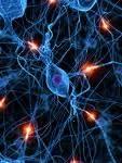 Neuronas Las neuronas están compuestas por un cuerpo celular compacto, dendritas y axones.