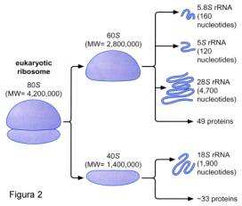 ARN ribosomal Ribosomas 70s (procariotes) Subunidad grande 50 S ARN 5 S + ARN 23 S + proteínas Subunidad pequeña 30 S ARN 16 S +