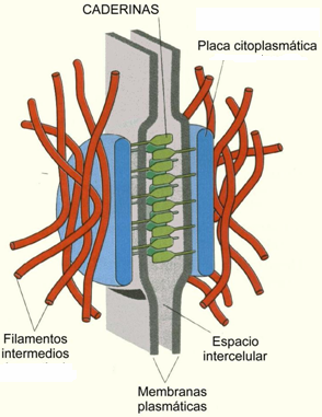 Desmosoma Hemidesmosoma Unión célula-célula Proteína de unión: cadherina Componente citoesqueleto: filamentos