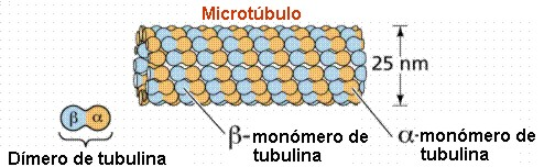 1. Microtúbulos Formados por tubulina (proteína globular). Pueden polimerizarse y despolimerizarse (unidad: dímero de tubulina). Funciones: Transporte intracelular de vesículas, sustancias y gránulos.